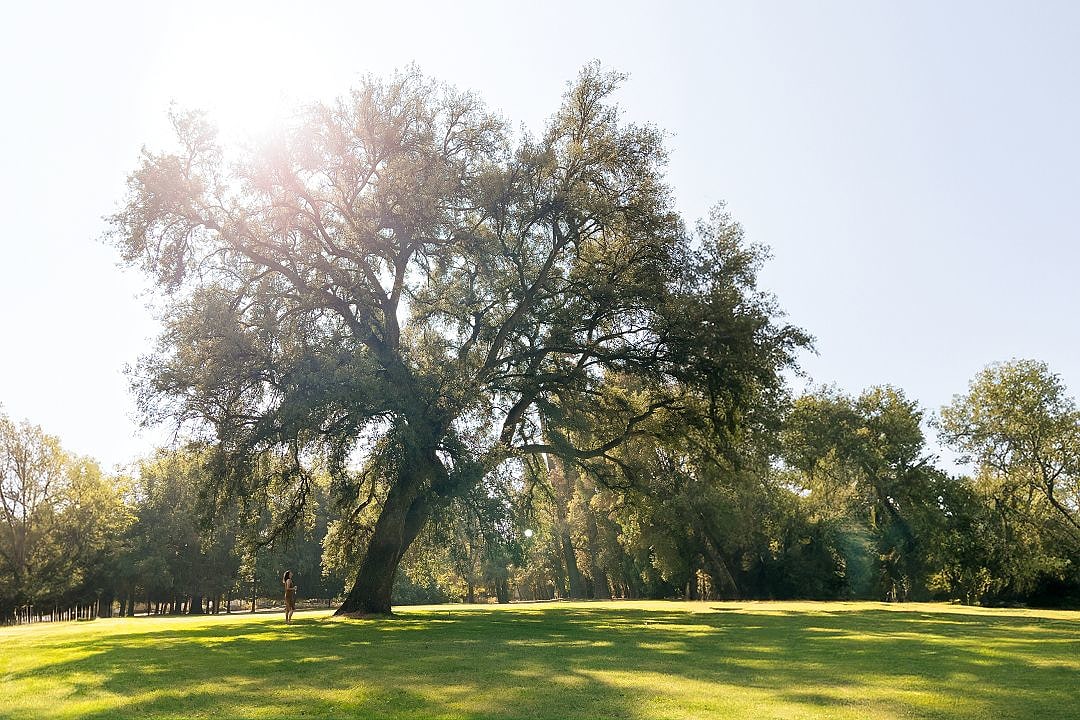 Portuguese cork tree at Hotel Casa Real de Viña Santa Rita in Maipo Valley, Chile
