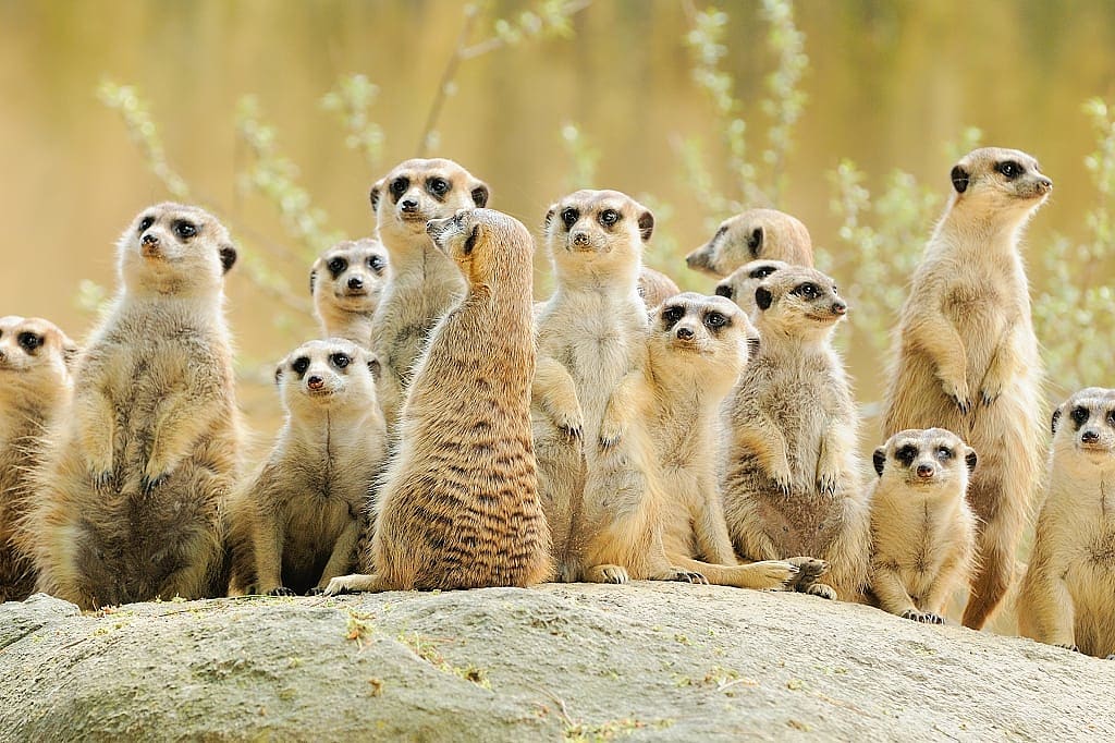 Meerkat family in the Kalahari Desert 