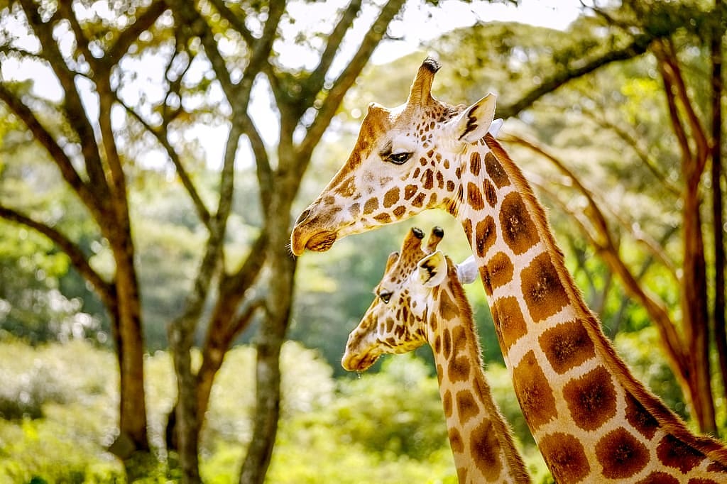 Rothschild giraffes at the Giraffe Centre in Nairobi