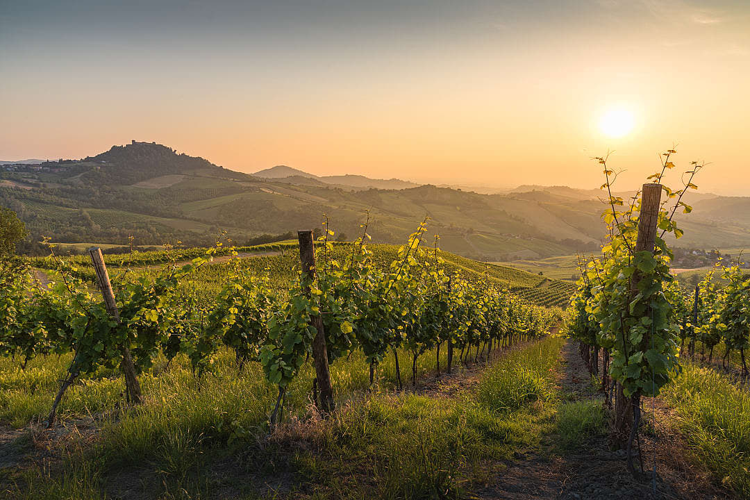 Romantic sunset at vineyards in Lombardy, Italy