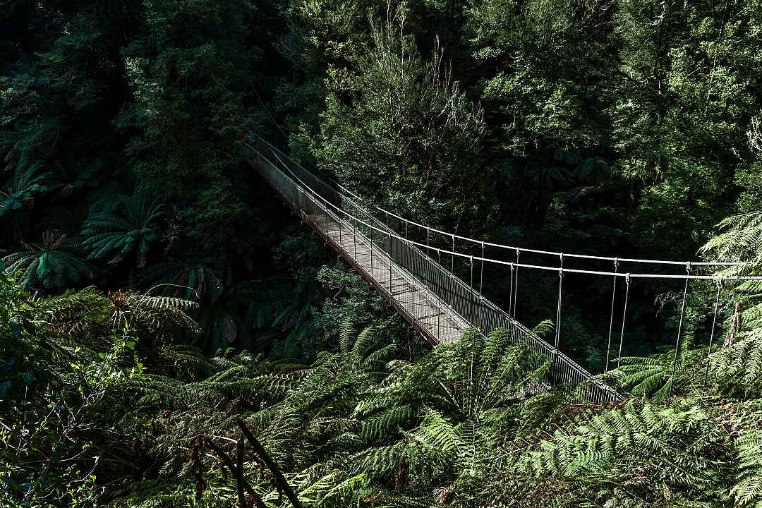 Suspension bridge crossing dense green fern forest