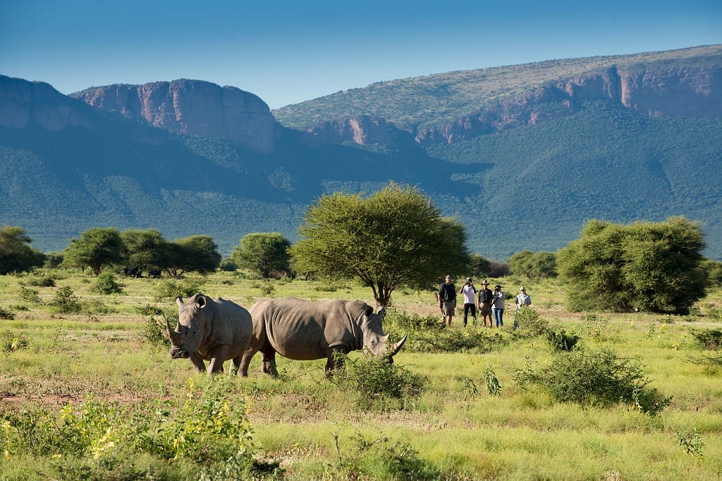 Bush walk with Marataba Safari in South Africa. Photo courtesy MORE Family Collection