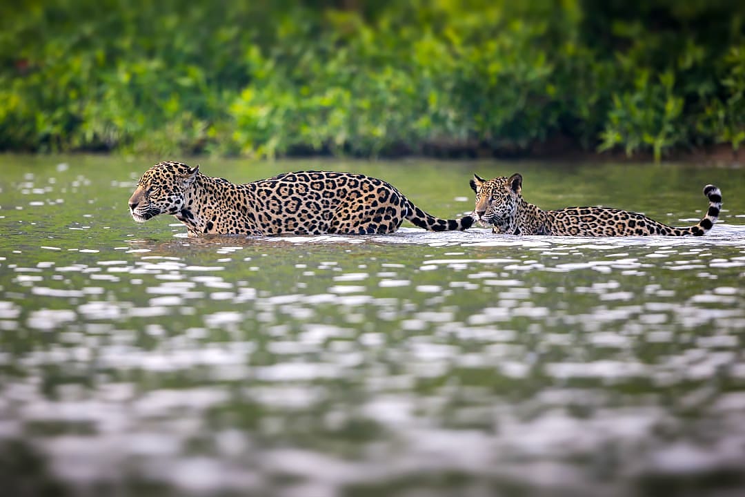 Two jaguars crossing a river in the Pantanal, Brazil