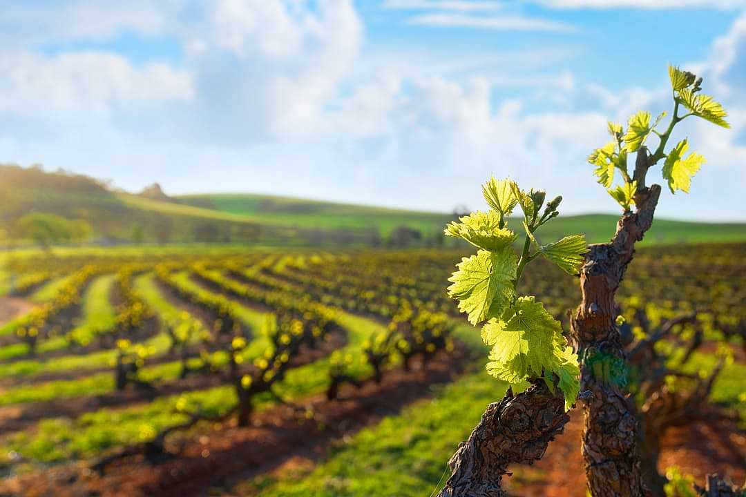 Vineyard in Yarra Valley, Australia