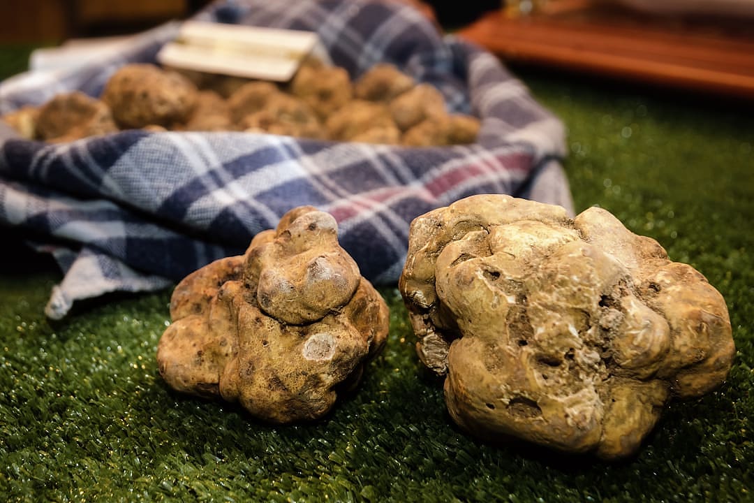 White truffles