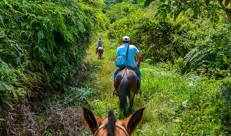 Horseback riding through the jungle in Costa Rica