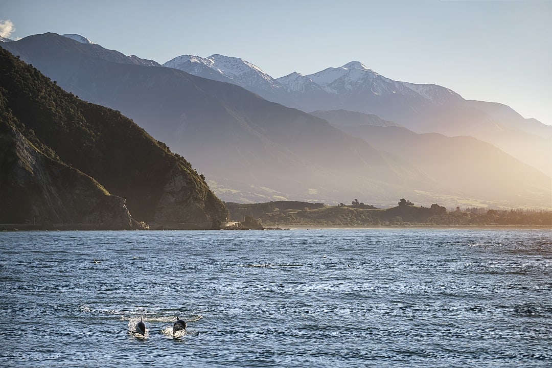 Two dolphins breaching the water surface in Kaikoura, New Zealand
