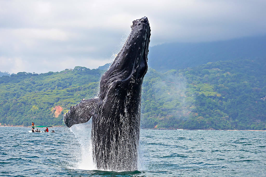 Humpback whale breaching in "Marino Ballena National Park", Cost