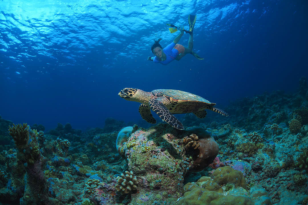 Woman snorkeling near a turtle in the Seychelles.