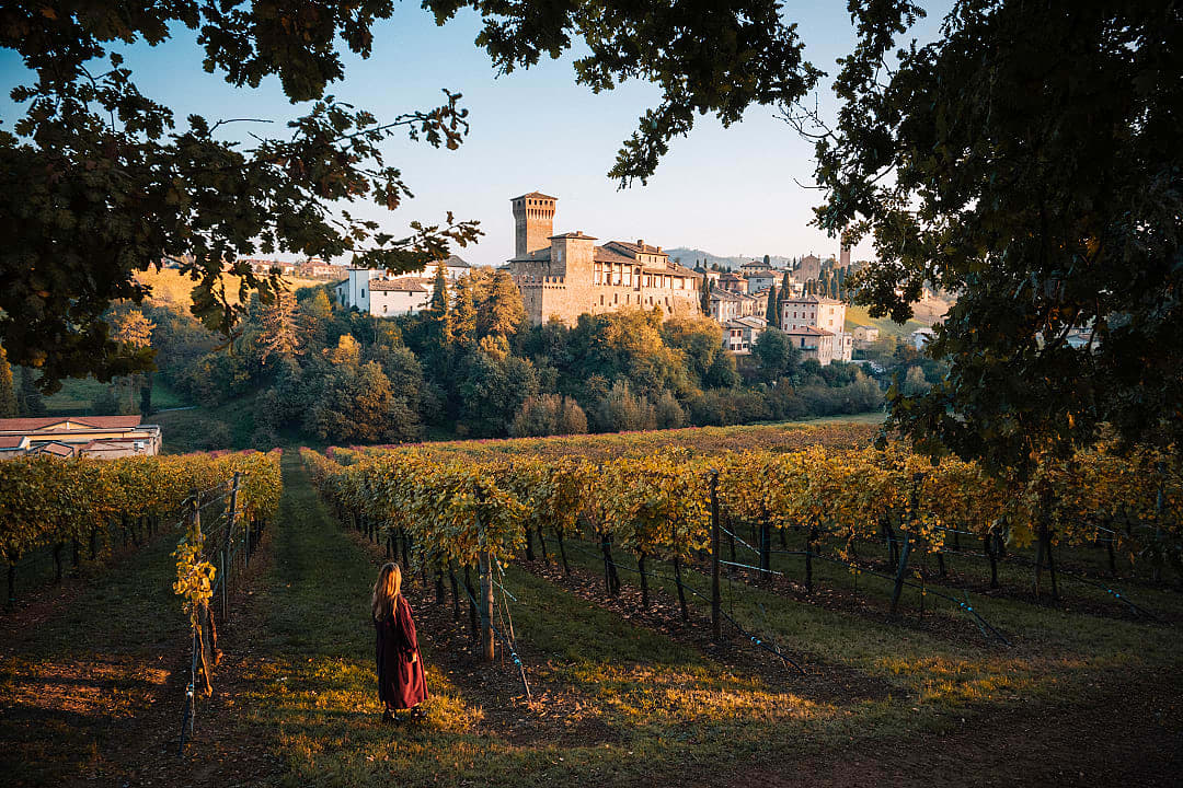 Vineyards below Levizzano Castle in Castelvetro di Modena, Emilia-Romagna, Italy