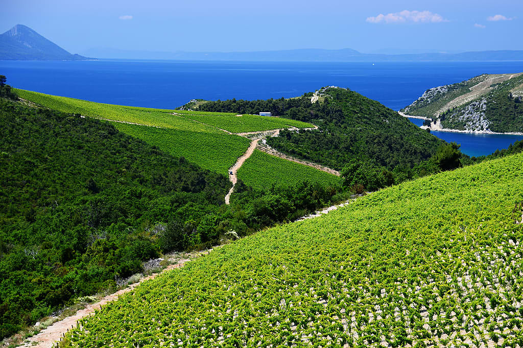 Vineyards on the Dalmatian Coast of Croatia