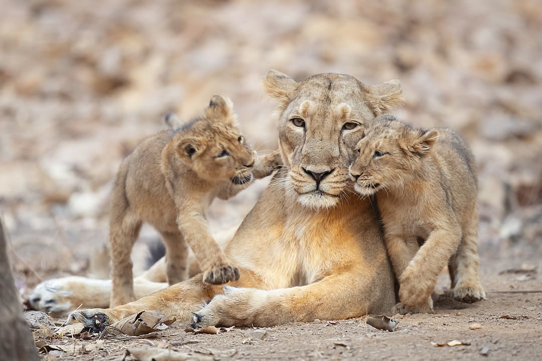 Lioness rests calmly as playful cubs nuzzle in dry forest.
