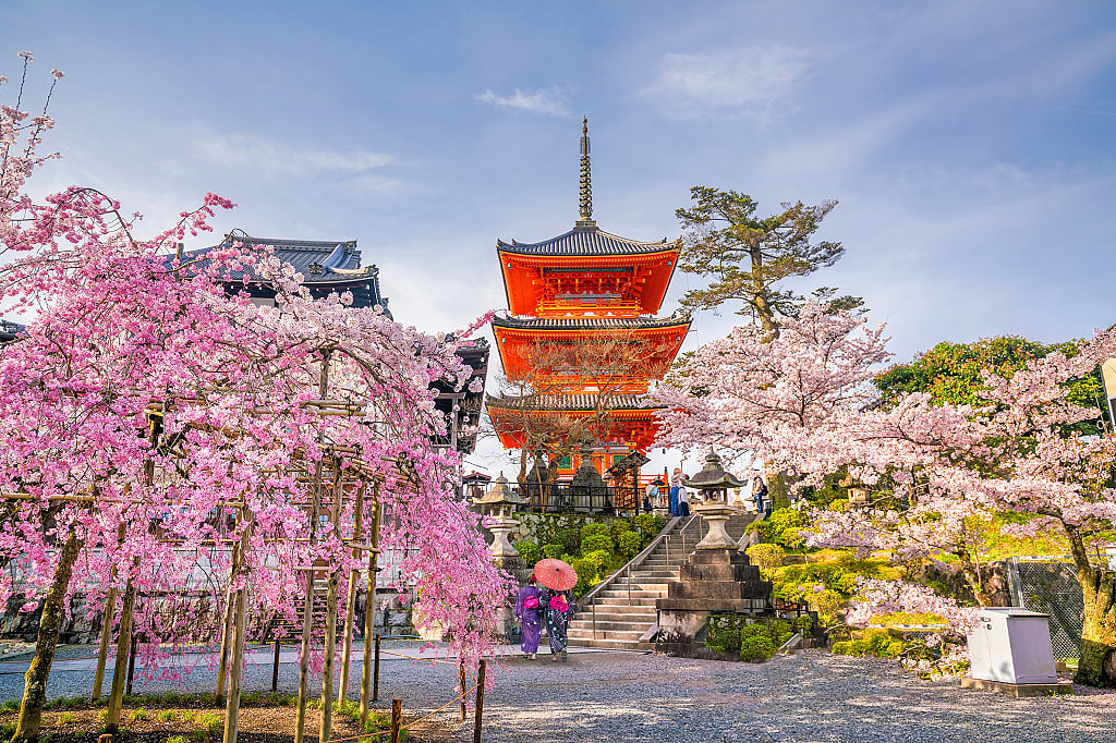 Kiyomizu-dera Temple during cherry blossom season in Kyoto, Japan