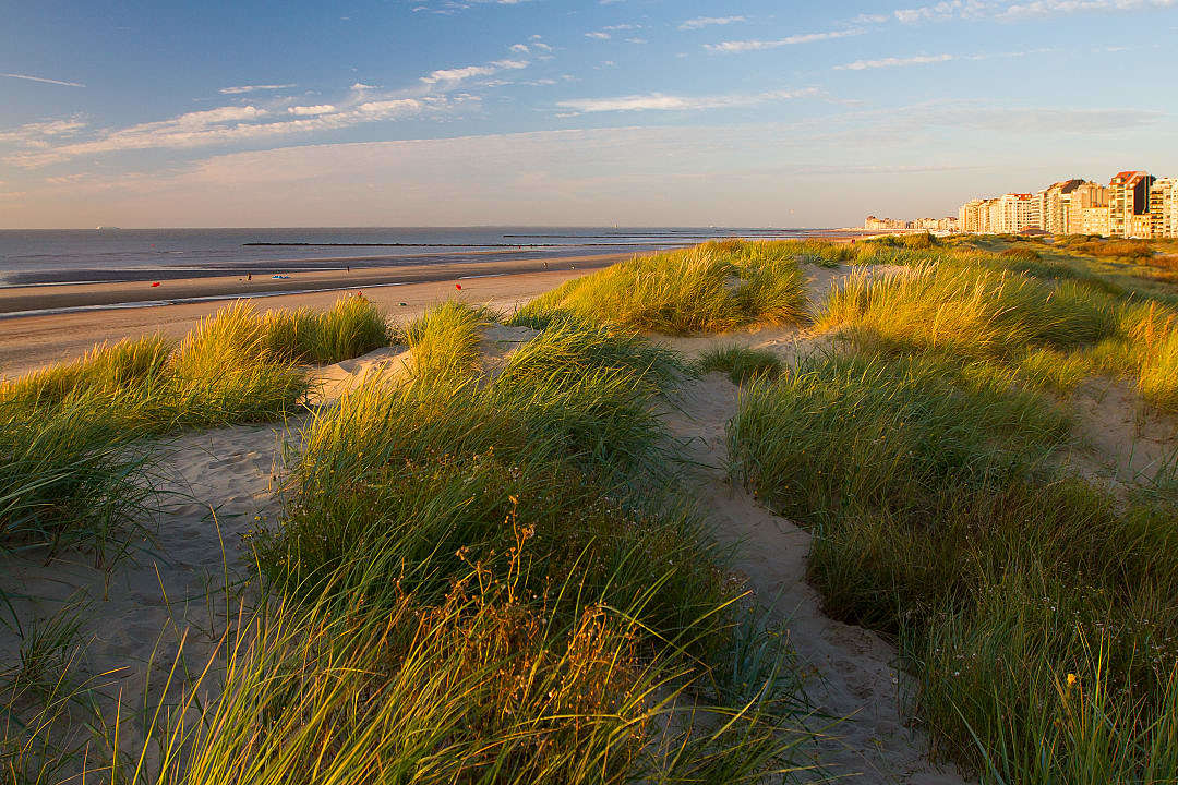 Golden sand dunes with green sea grass under blue sky.