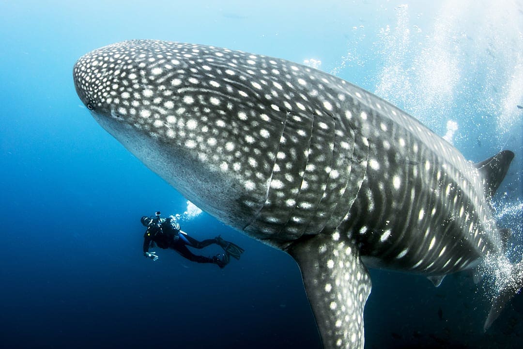 Scuba diver swims alongside massive whale shark in deep ocean.