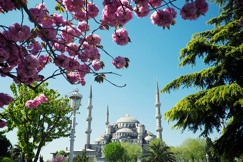 View through cherry blossoms of minarets and domes of mosque in Istanbul, Turkey