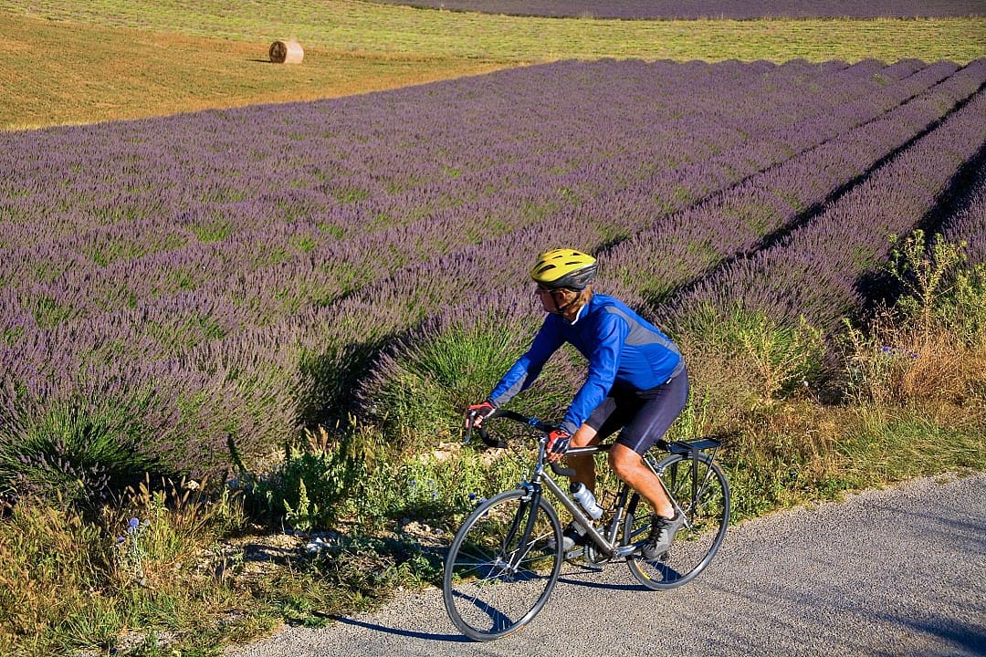 Man biking past lavendar fields in Provence, France
