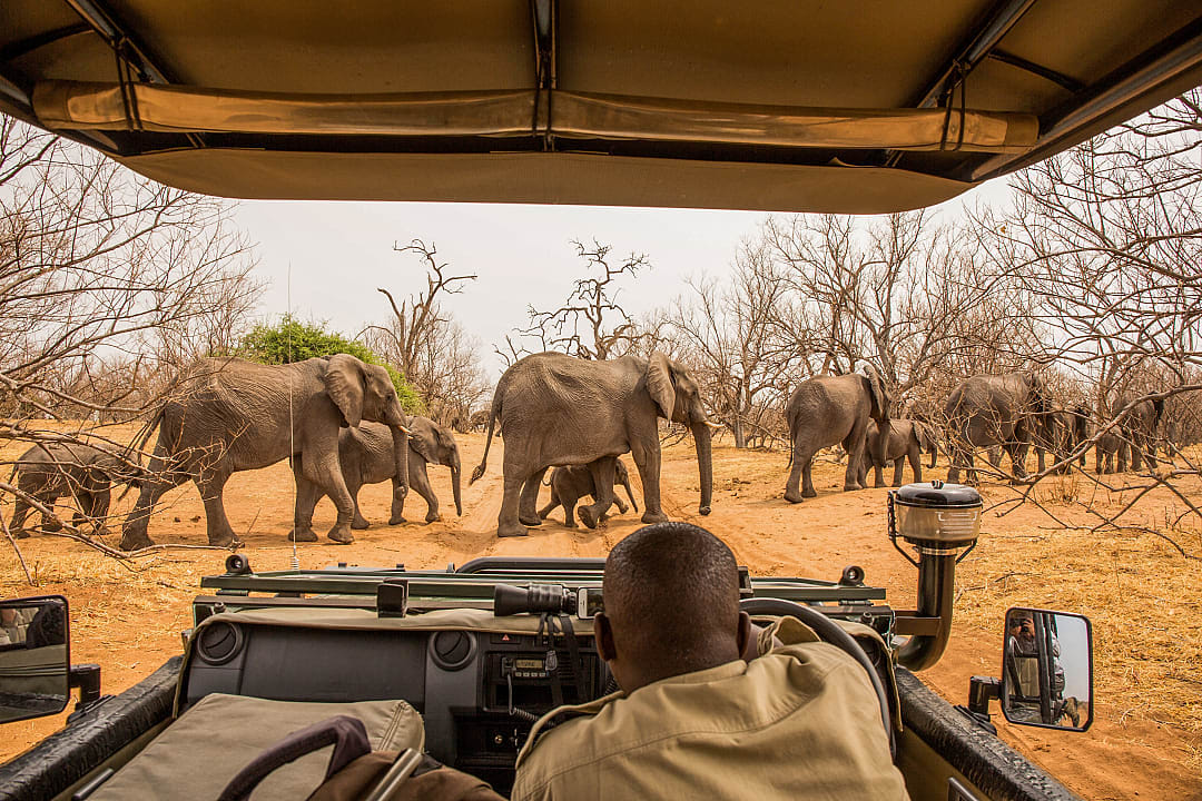 Safari guide observes elephant herd in dry savannah woodland during expedition.