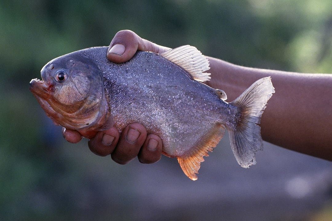 Hand-line fishing for piranha