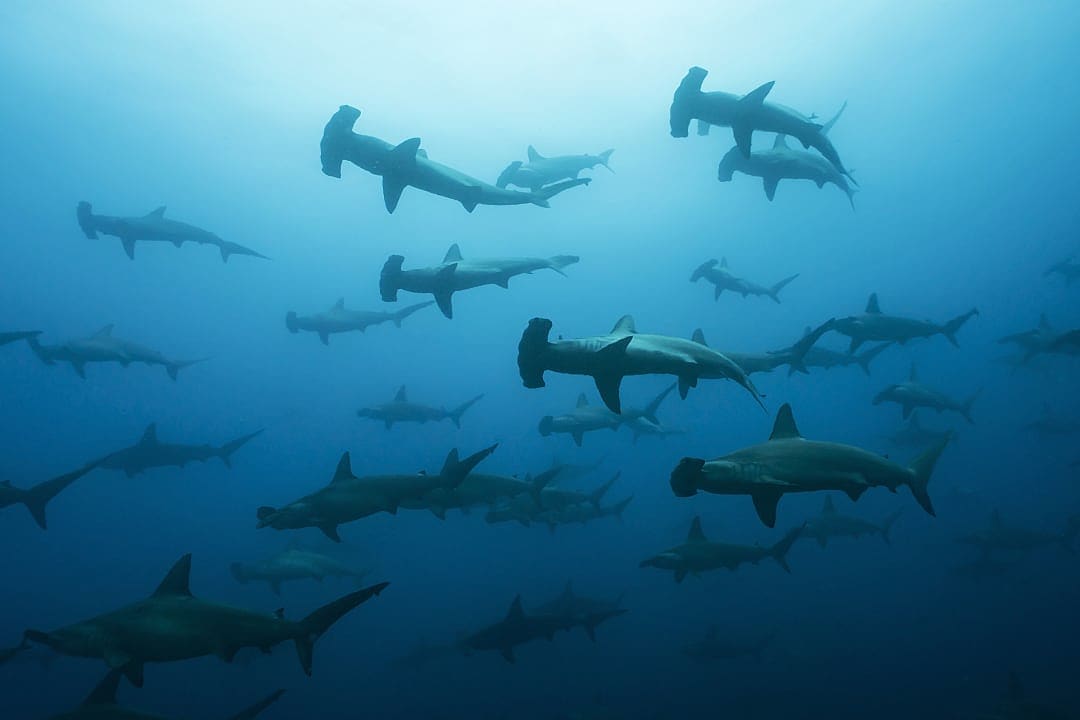 An underwater image of a  group of hammerhead sharks.