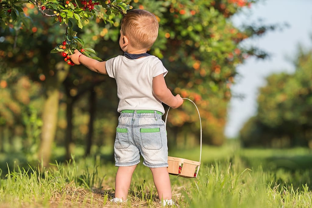 Toddler picking cherries