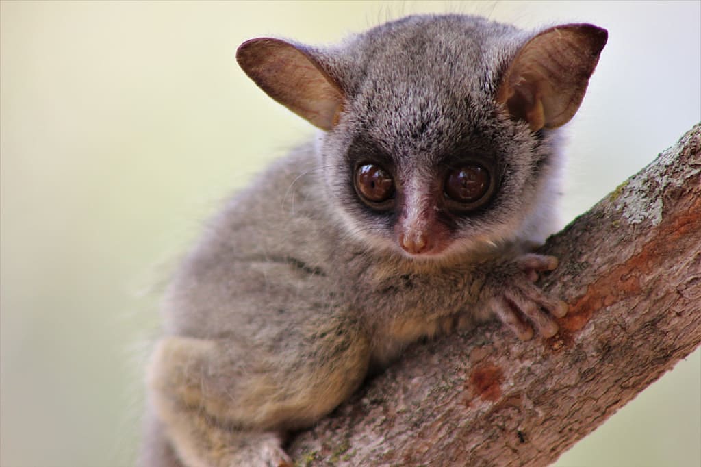 Bush baby in South Africa