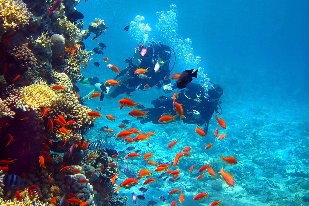 Scuba divers in the red sea