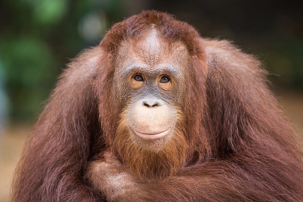 Close up of orangutan smiling at the camera in Borneo