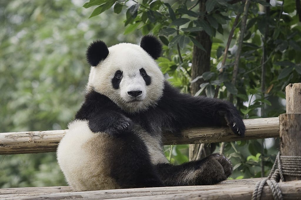 Panda sitting on wooden posts at Bifengxia Giant Panda Base in China at 