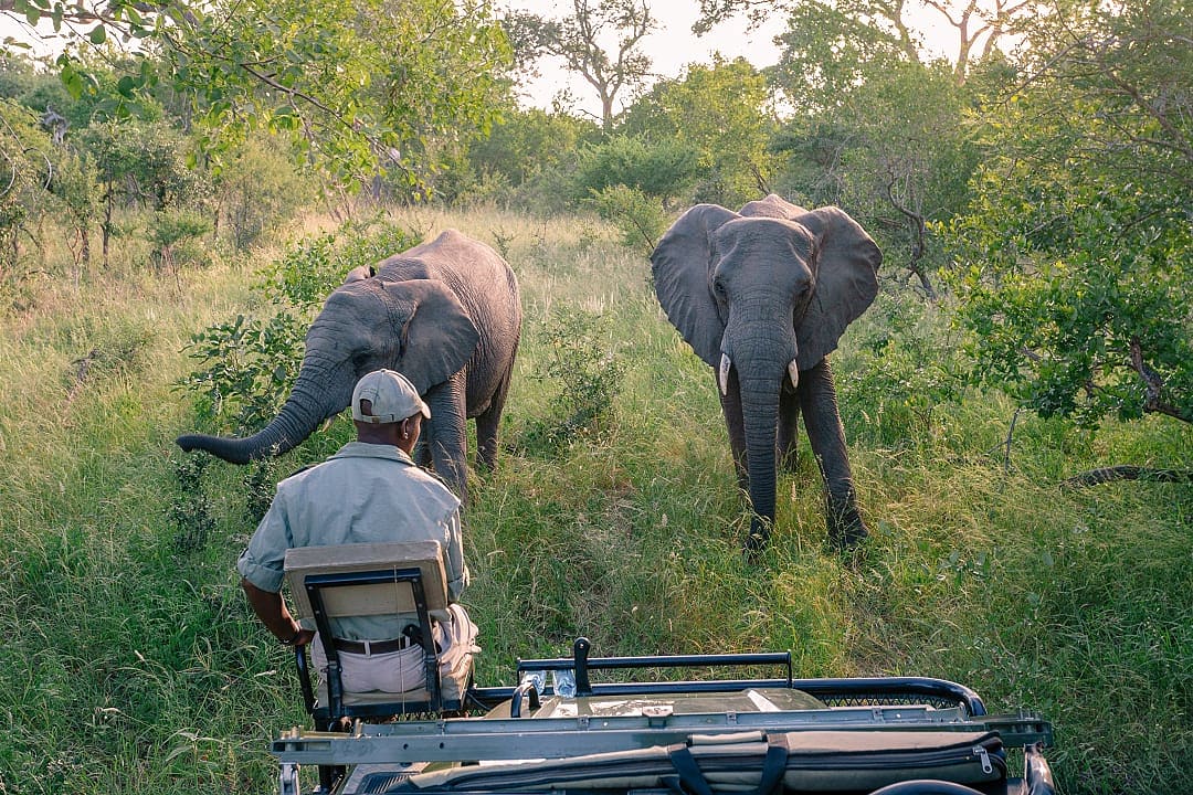Safari guide observes two African elephants in lush green landscape.