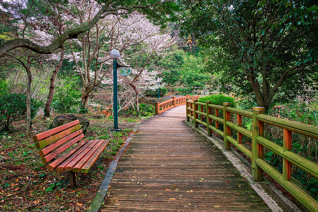 Scenic wooden pathway on the Jeju Olle Trail in Jeju Island, South Korea, surrounded by lush greenery and spring blossoms.