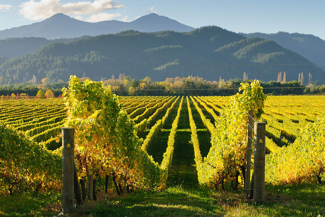 Vineyards in Marlborough, New Zealand