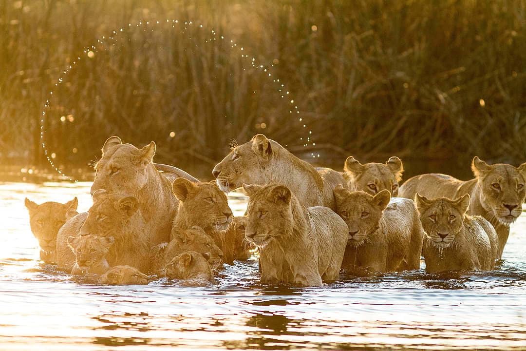 Pride of lions in Selinda Reserve, Botswana