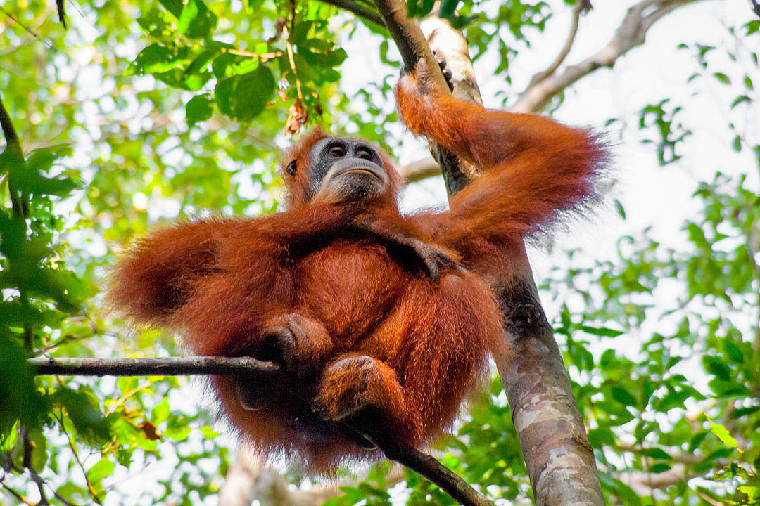 Orangutan in Sumatra Island, Indonesia