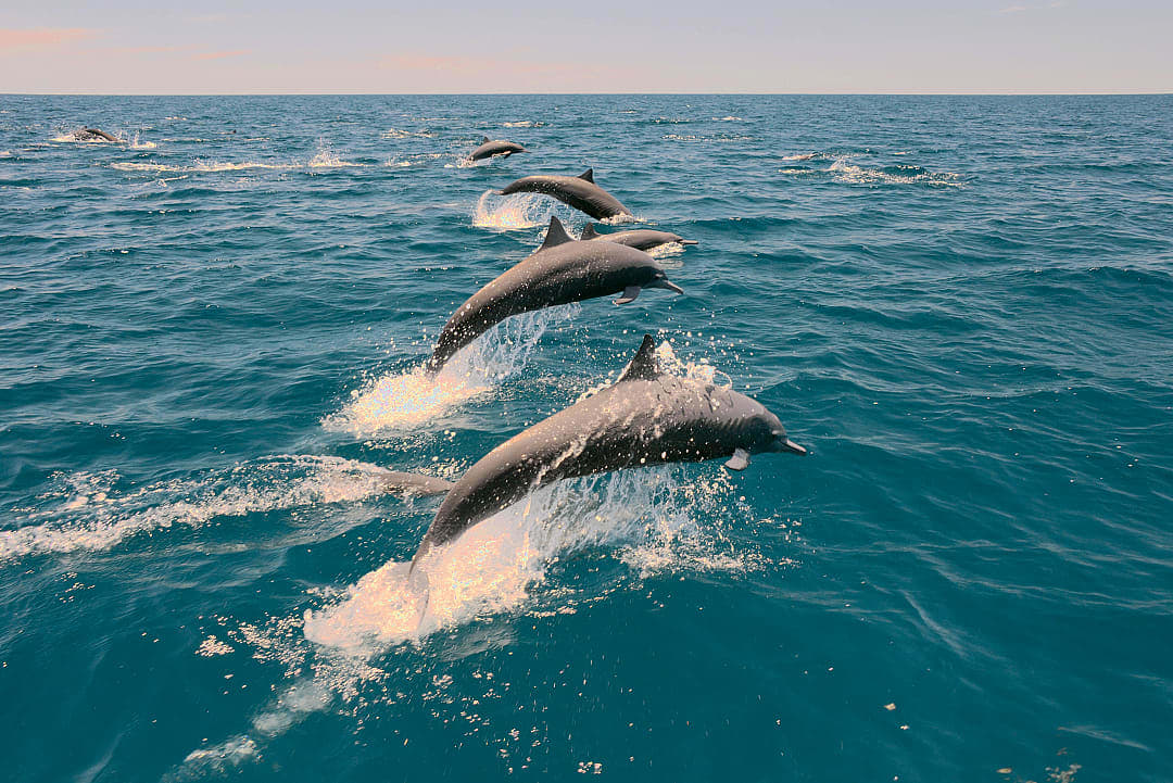 A pod of spinner dolphins in Nosara, Costa Rica