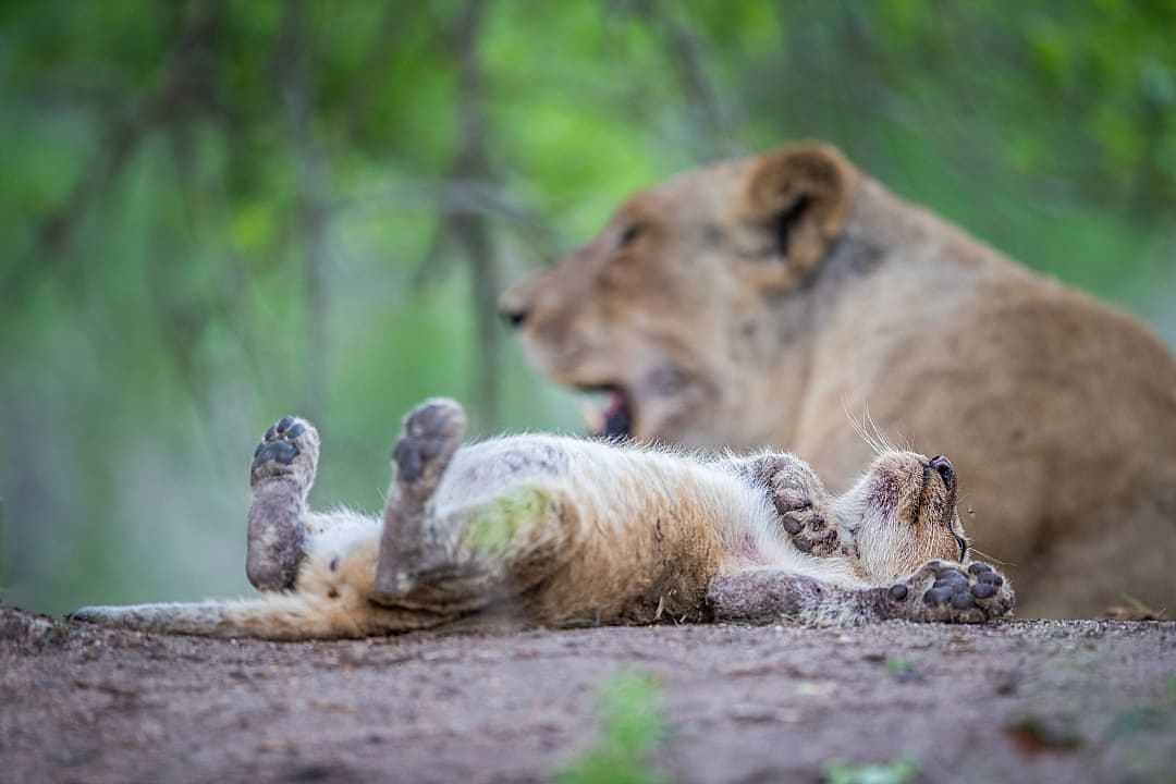 Sabi Sands, South Africa