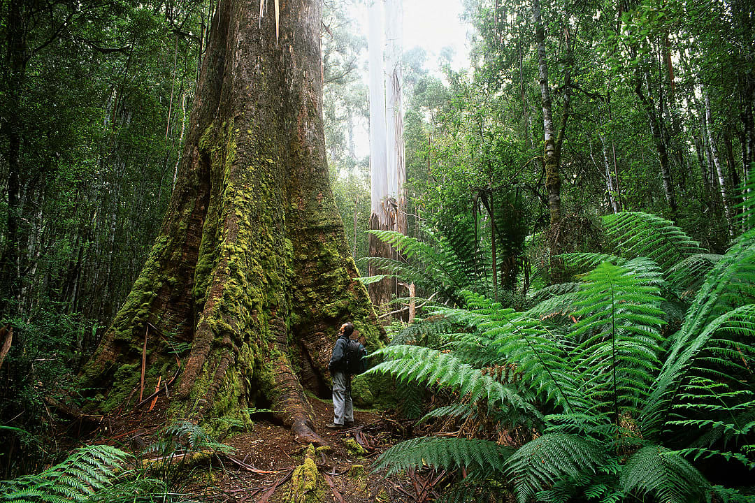 A man exploring an ancient rainforest in Tasmania.