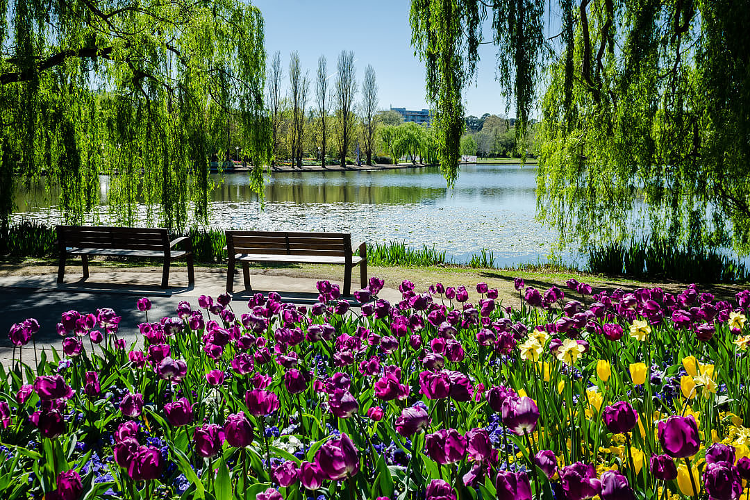 The landscape of Floriade, the annual Canberra spring festival, is filled with vibrant displays of flowers.