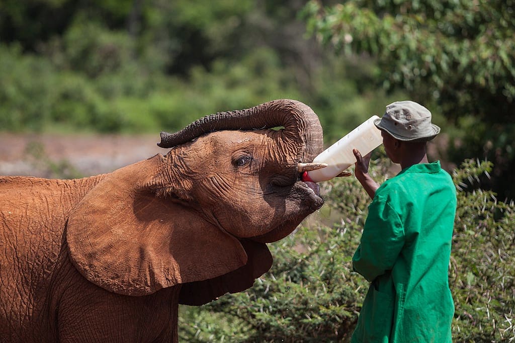 Ranger feeding orphaned baby elephant in david sheldrick wildlife trust conservation cente