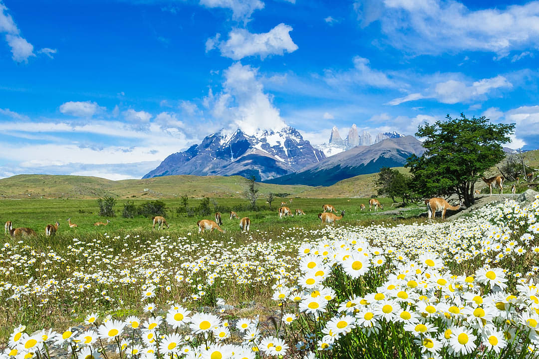 Guanaco grazing in a meadow with wildflowers during the summer in Torres del Paine, Chilean Patagonia