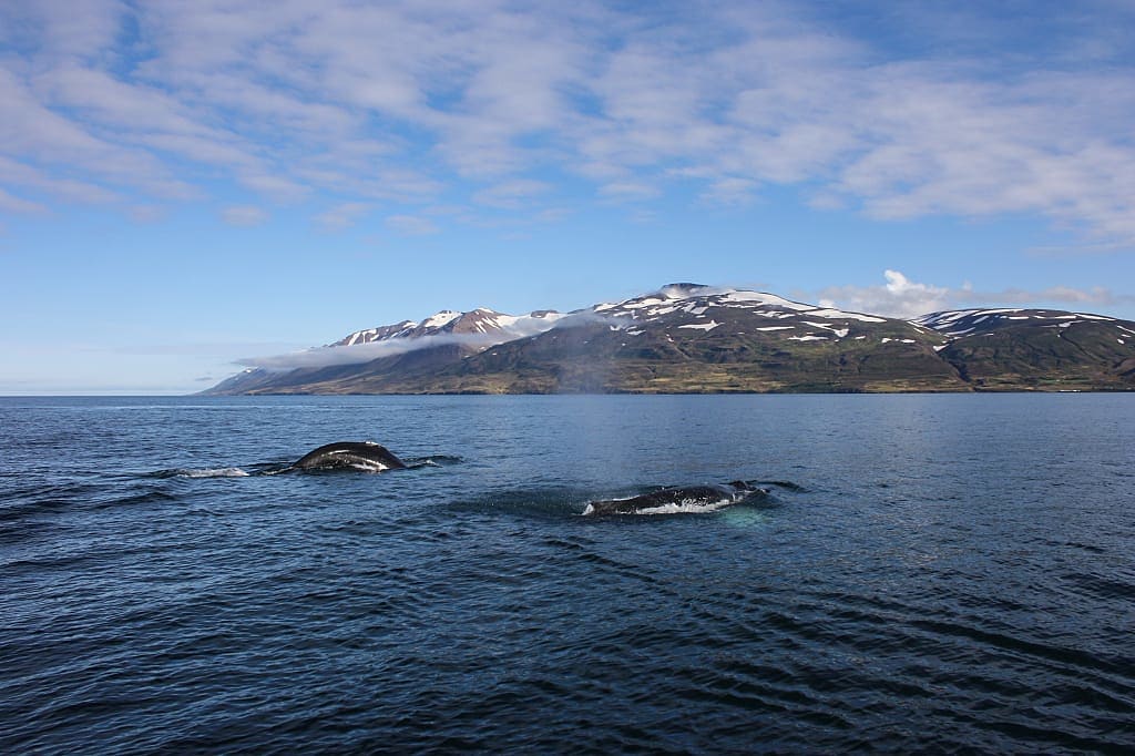 Two humpback whales seen while whale watching in Dalvik, Iceland
