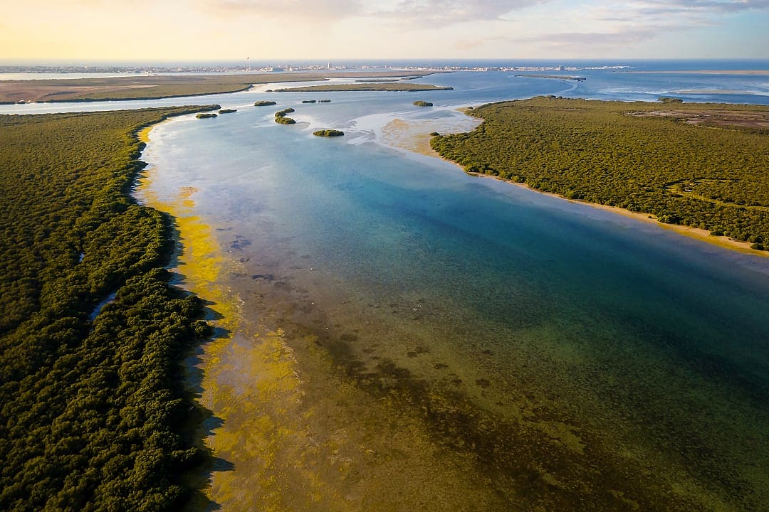 Mangrove beach in Umm Al Quwain.