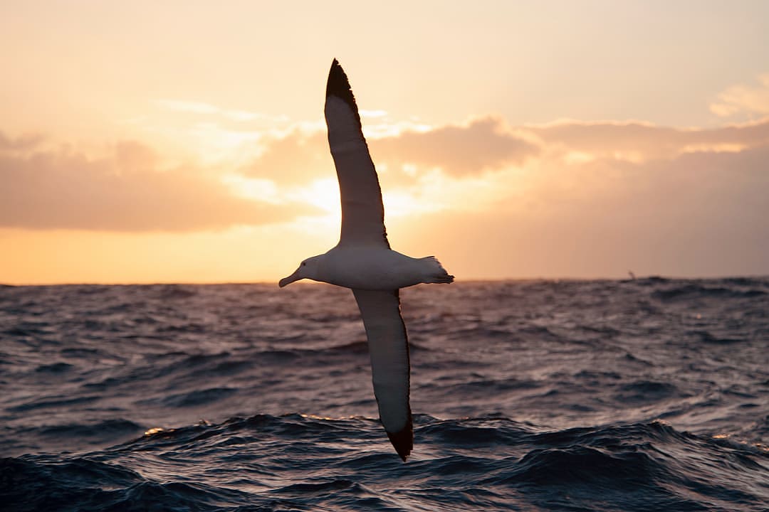 Albatross flying in the Drake Passage at sunset