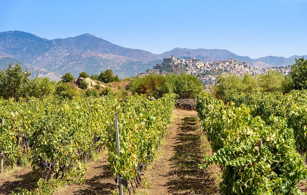 Vineyards in Sicily, Italy
