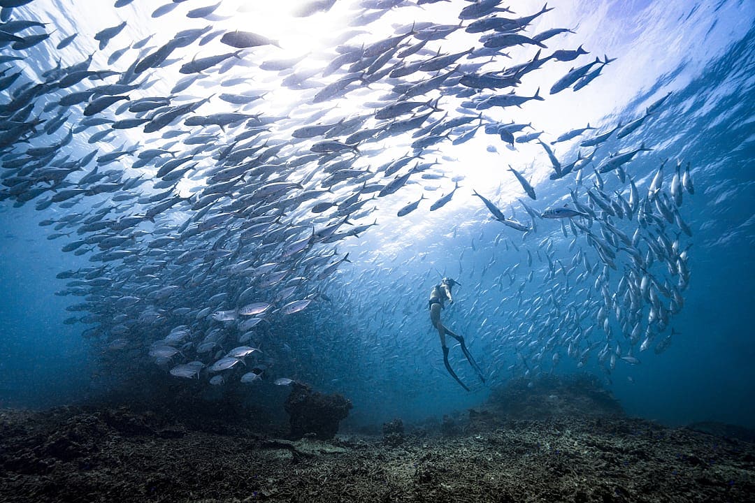 Freediver swims with jackfish school over coral reef at Sipadan Island, Malaysia