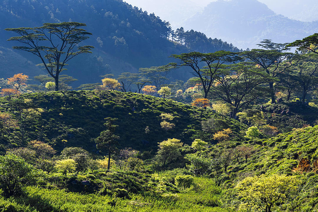 The Knuckles Mountain Range in Riverston, Sri Lanka