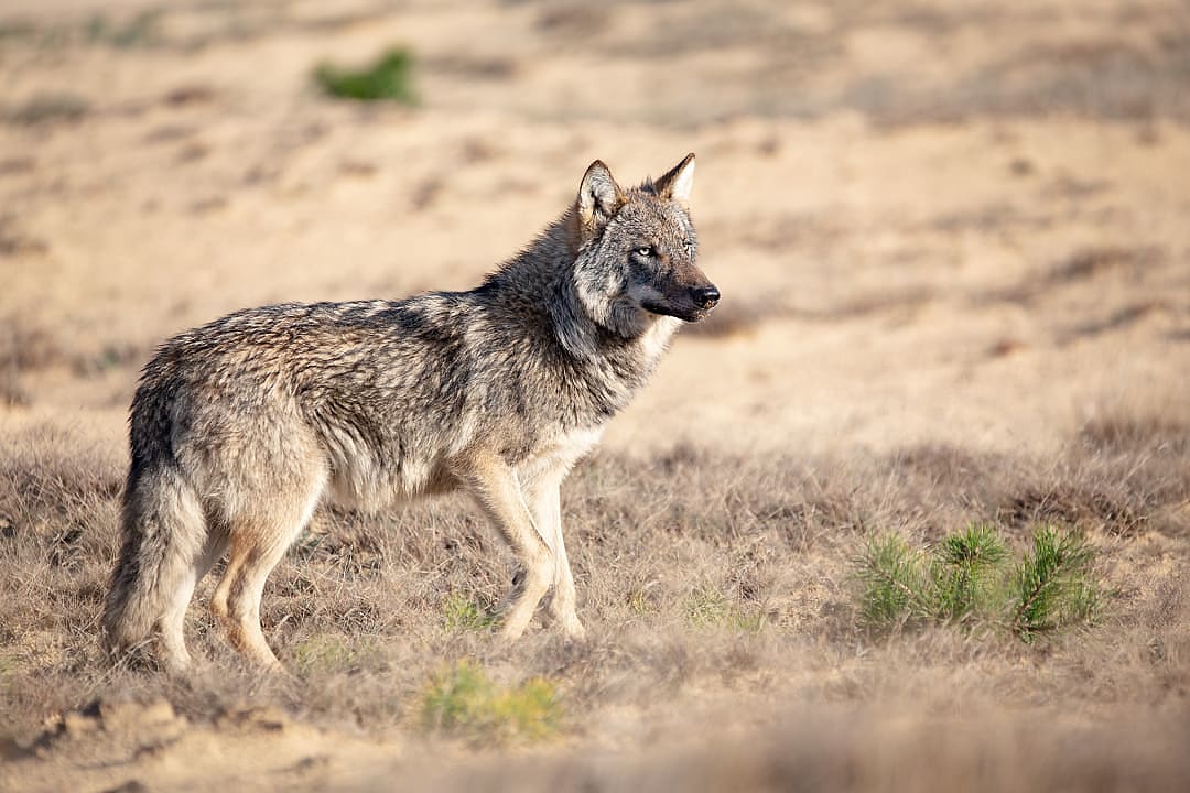A lone wolf roams freely in Hoge Veluwe National Park, Netherlands.