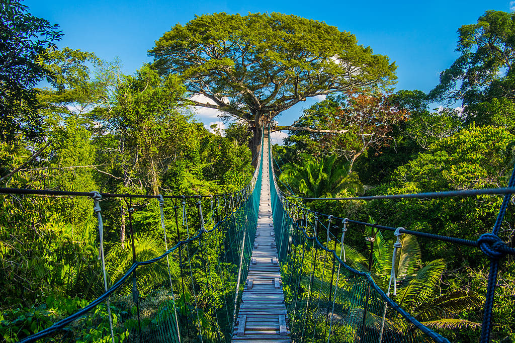 Suspension bridge in the Amazon rainforest