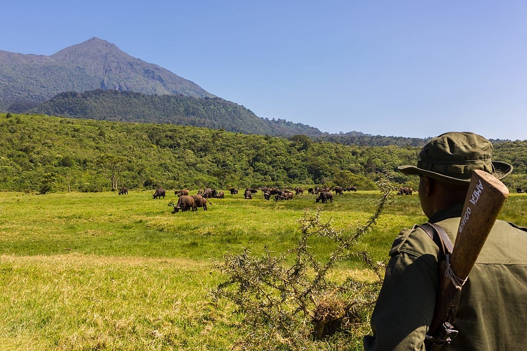 Ranger guiding a walking safari, sighting cape buffalo herd