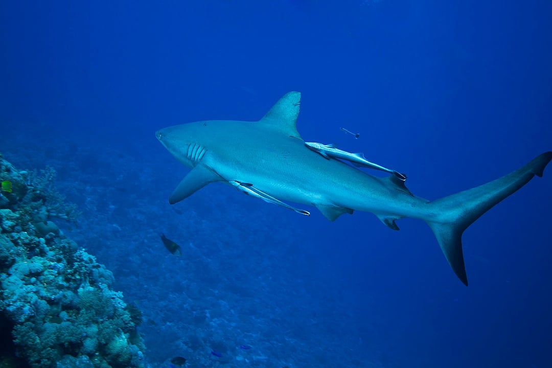 Grey reef shark swimming along the reef at Heron island in Australia's Great Barrier Reef